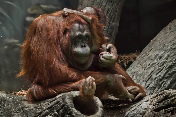 Macaco ruivo orangotango mãe com uma criança sentada no farelo — Fotografia de Stock