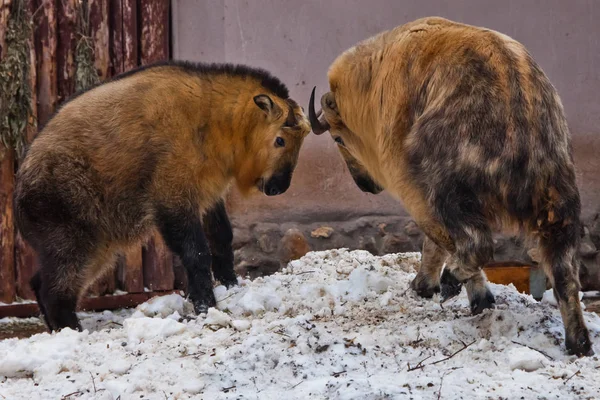 Yellow hairy bulls, Sichuan takin butt against a snowy , the bat — Stock Photo, Image