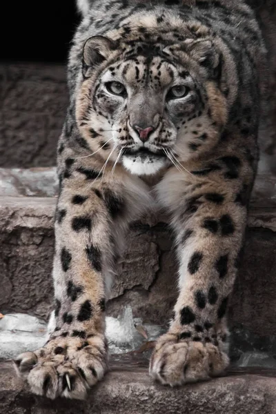 Snuit en de pootjes van een snow leopard, een close-up van de grote kat met een op — Stockfoto