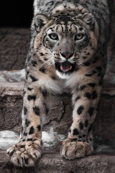 Snuit en de pootjes van een snow leopard, een close-up van de grote kat met een op — Stockfoto