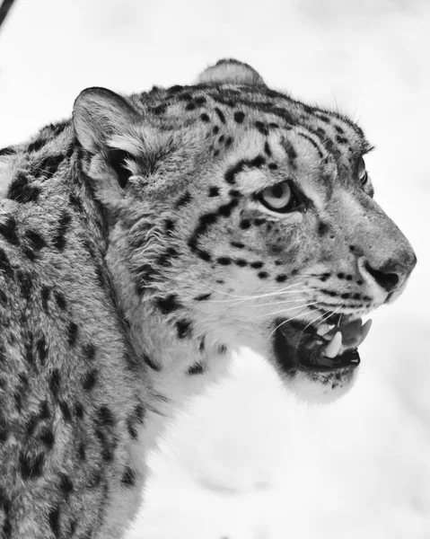La cabeza del leopardo de la nieve en una media vuelta cerca — Foto de Stock