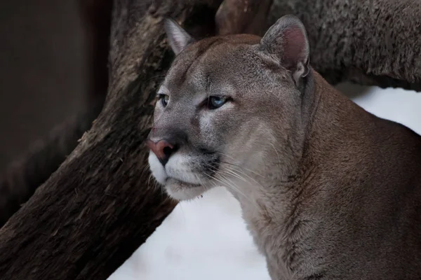 Graciösa huvudet av en graciös puma - en vacker underprissättning katt — Stockfoto