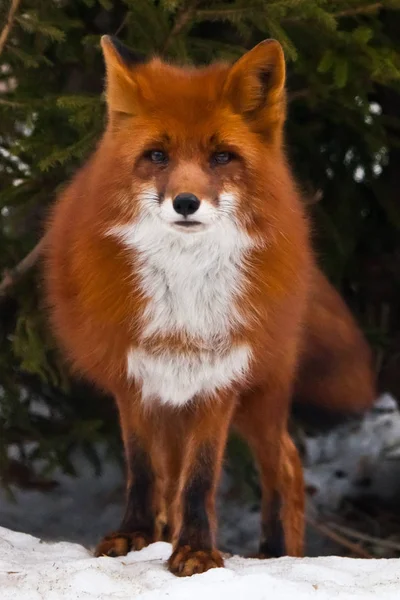 Schönen roten und sehr flauschigen Fuchs auf dem Hintergrund der Fichte tr — Stockfoto