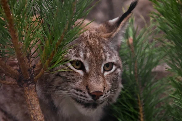 Muzzle lynx close-up among the fir branches, the cat carefully l — Stock Photo, Image