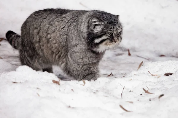 Большая дикая кошка с недовольным лицом идет на снег ., — стоковое фото