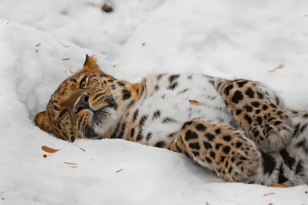 Amur leopardo dorme (descansa) na neve, o animal confortavelmente — Fotografia de Stock