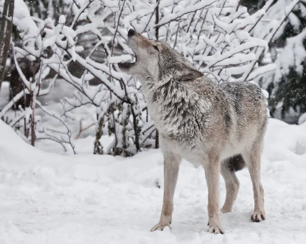 Τραγούδι του λύκου. Ένας λύκος (θηλυκό λύκος) ουρλιάζει (ουρλιάζοντας, κραυγάζοντας — Φωτογραφία Αρχείου