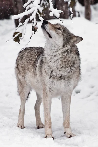 Smukłe Wilk (kobiety wilk) wącha wdzięku gałązka drzewa w — Zdjęcie stockowe