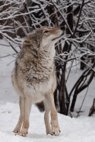 En varg (kvinnliga varg) ser muntert på snöflingor medan blåst — Stockfoto