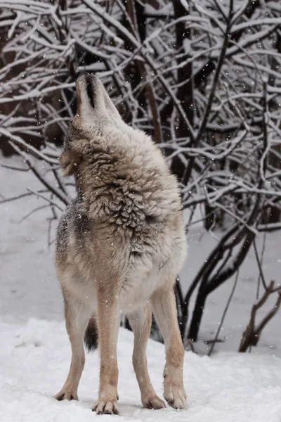 Wilk (kobiety wilk) łagodnie podnosi jego twarz w górę pod t — Zdjęcie stockowe