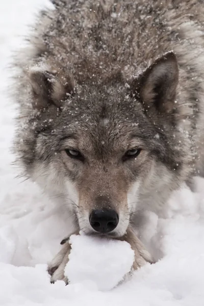 Portret van een wolf (vrouwelijke wolf)-close-up van de kop van de bea — Stockfoto