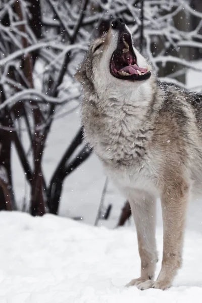 Mynningen av en ylande varg. En varg (kvinnliga varg) tjuter (ylande — Stockfoto