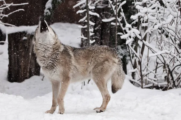 A wolf (female wolf) howls (howling, screaming) lifting its muzz