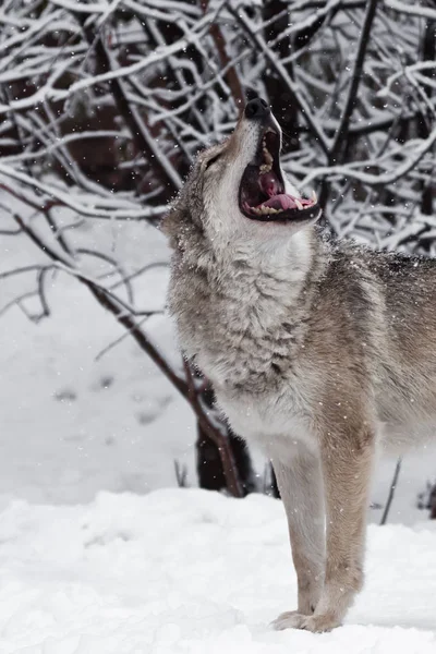 The mouth of a howling wolf. A wolf (female wolf) howls (howling