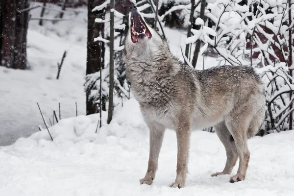 La boca de un lobo aullando. Un lobo (lobo hembra) aulla —  Fotos de Stock