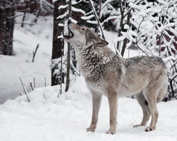 늑대의 노래입니다. (여성 늑대) 늑대 짖는 소리 (짖는, — 스톡 사진