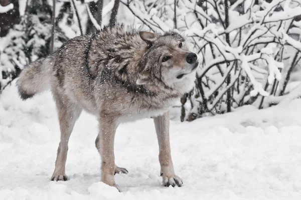 The wolf (female wolf) vigorously shakes off hair from snow duri