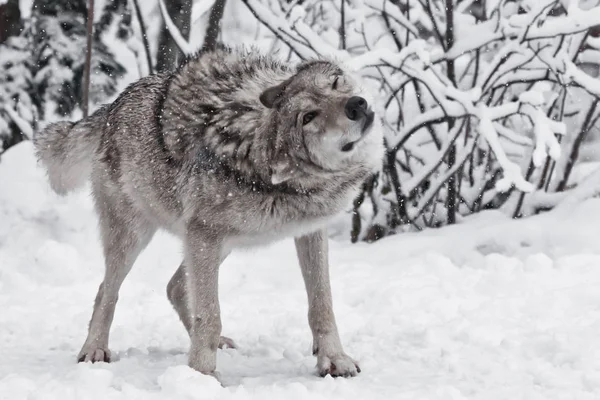 O lobo (lobo feminino) vigorosamente sacode o cabelo da neve duri — Fotografia de Stock