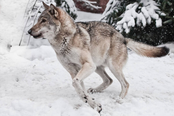 A large gray wolf quickly runs through the forest, a powerful impetuous wild beast in winter.