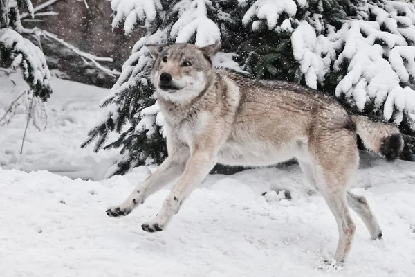 A big gray wolf fools around during mating games and jumps up an