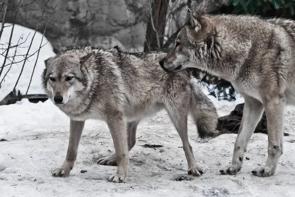 The wolves are male and female during the rut (mating games), th