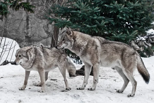 The wolves are male and female during the rut (mating games), th