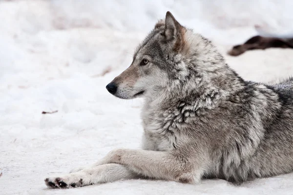 Un lobo hembra yace en la nieve, un animal orgulloso mira hacia adelante ingenio — Foto de Stock