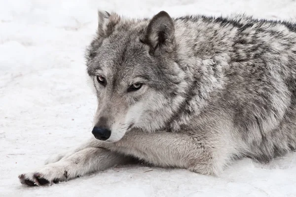 Женщина-волчица лежит на снегу, гордый зверь смотрит вперед остроумие — стоковое фото