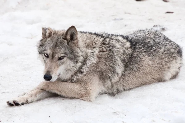 Eine Wölfin liegt im Schnee, ein stolzes Tier freut sich — Stockfoto