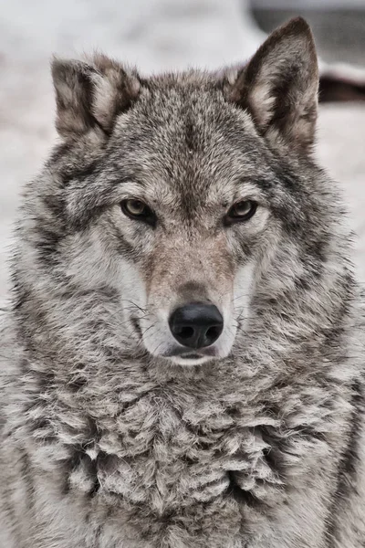 Closeup portret van een wolf, hoofd van een machtige trots roofdier, — Stockfoto