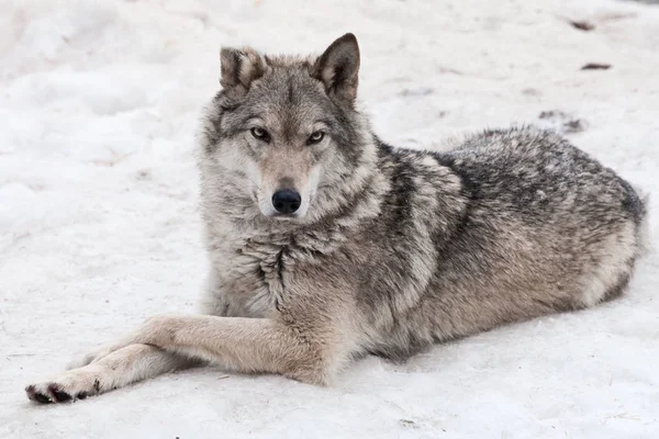 Женщина-волчица лежит в снегу, гордый зверь смотрит вперед остроумие — стоковое фото