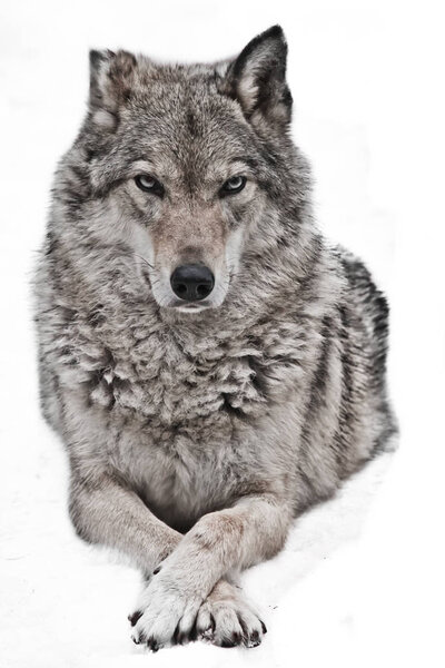 Closeup portrait of a wolf, isolated on white, powerful proud predator.