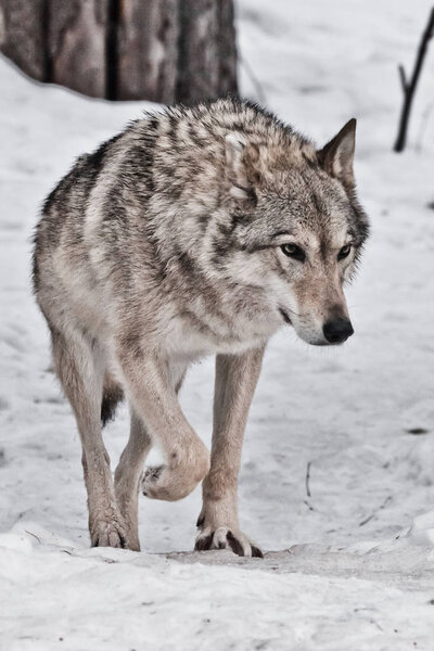 A strict female wolf goes straight up on you in front of a close-up of the snow. wolves in winter.