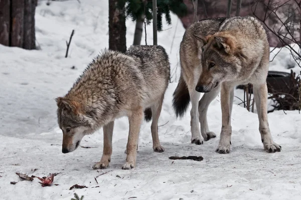 Семья волков - крупный самец и самка. — стоковое фото