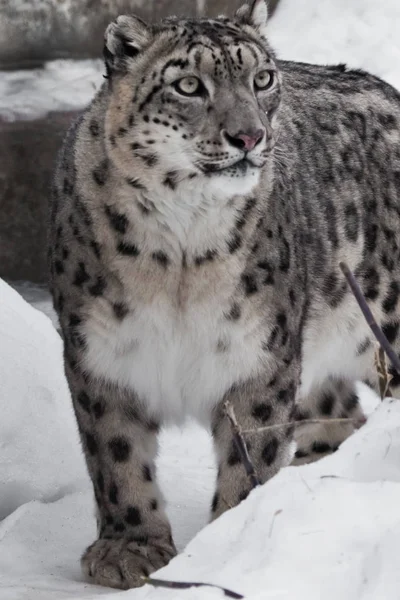 Z bliska snow leopard, duże jasne oczy i bujną futro. — Zdjęcie stockowe