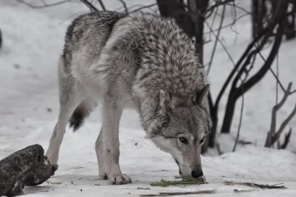 Een sterke wolf in de houding van een typische wolf is een snow wolf gebruikswoord — Stockfoto