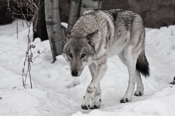 Krachtige ervaren mannelijke wolf met een grote krachtige hoofd en lichaam — Stockfoto