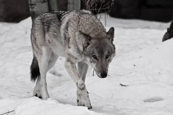 Krachtige ervaren mannelijke wolf met een grote krachtige hoofd en lichaam — Stockfoto