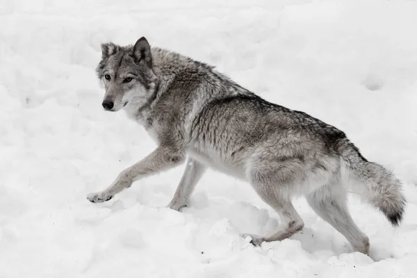 Kraftfull och smidig fullvuxen vargen går snabbt genom snön — Stockfoto