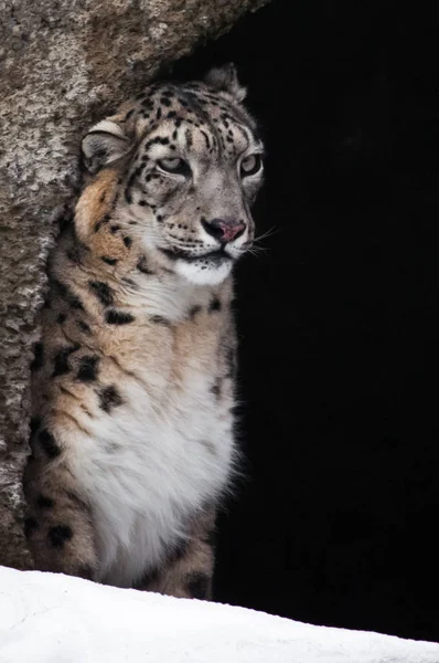 Fleumático e pensativo leopardo de neve em uma caverna de inverno? um pouco — Fotografia de Stock