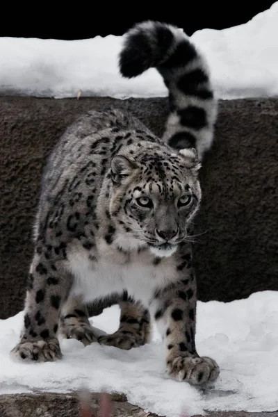 El leopardo de la nieve es un gato grande y fuerte con un aspecto claro, sentado — Foto de Stock