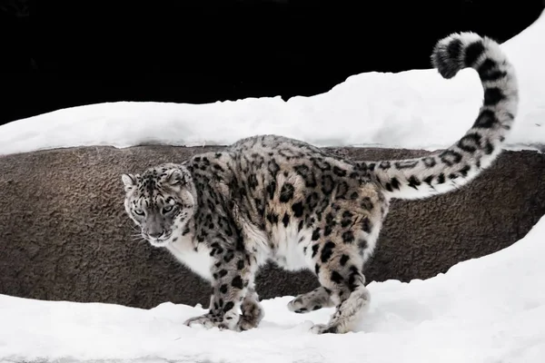 Snow leopard zgrabnie wskakuje i biegnie przez śniegu przed — Zdjęcie stockowe