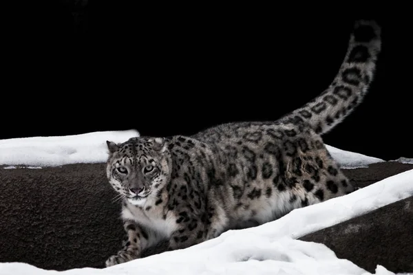 Leopardo de la nieve camina en la nieve sobre un fondo oscuro, un stro — Foto de Stock