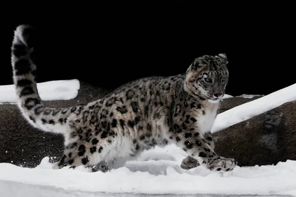 El leopardo de la nieve salta hábilmente y corre a través de la nieve contra — Foto de Stock