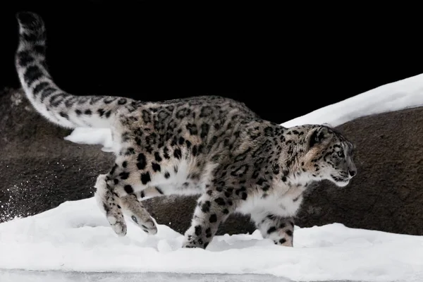 Snow leopard zgrabnie wskakuje i biegnie przez śniegu przed — Zdjęcie stockowe