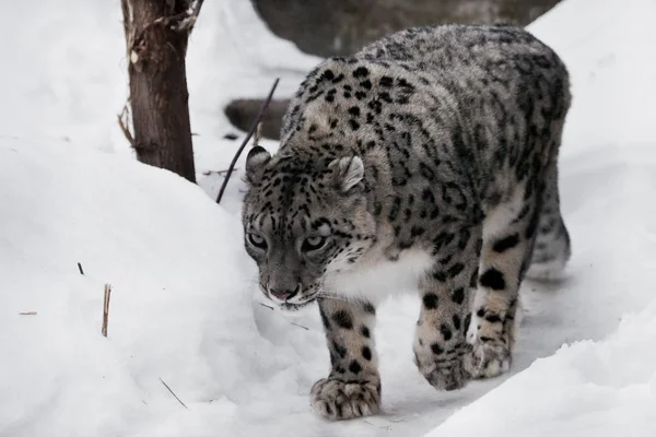 El leopardo de la nieve se cuela en el sendero, un gato grande y fuerte sn — Foto de Stock