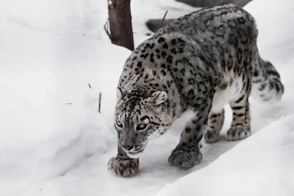 De Luipaard van de sneeuw sluipt omhoog op het spoor, een grote en sterke kat sn — Stockfoto