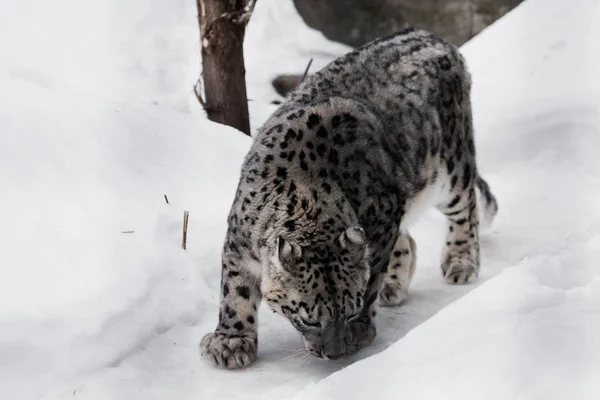 O leopardo da neve esgueira-se na trilha, um grande e forte gato sn — Fotografia de Stock