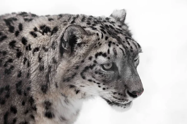 Un primer plano leopardo de la nieve, grandes ojos claros y piel exuberante . — Foto de Stock