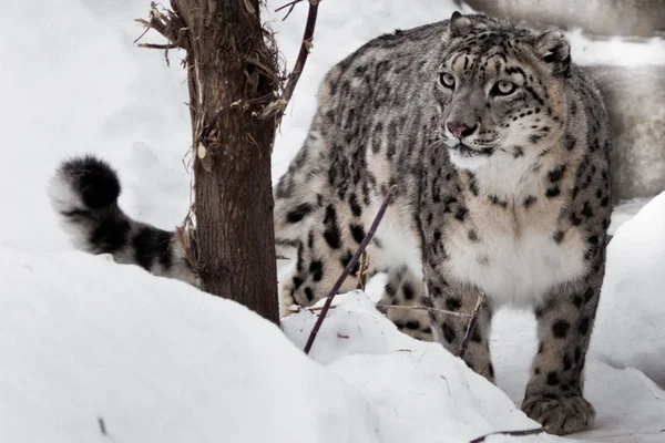 Un leopardo de la nieve sobre un fondo oscuro se sienta y con orgullo mira hacia adelante — Foto de Stock